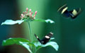 Butterfly in flight